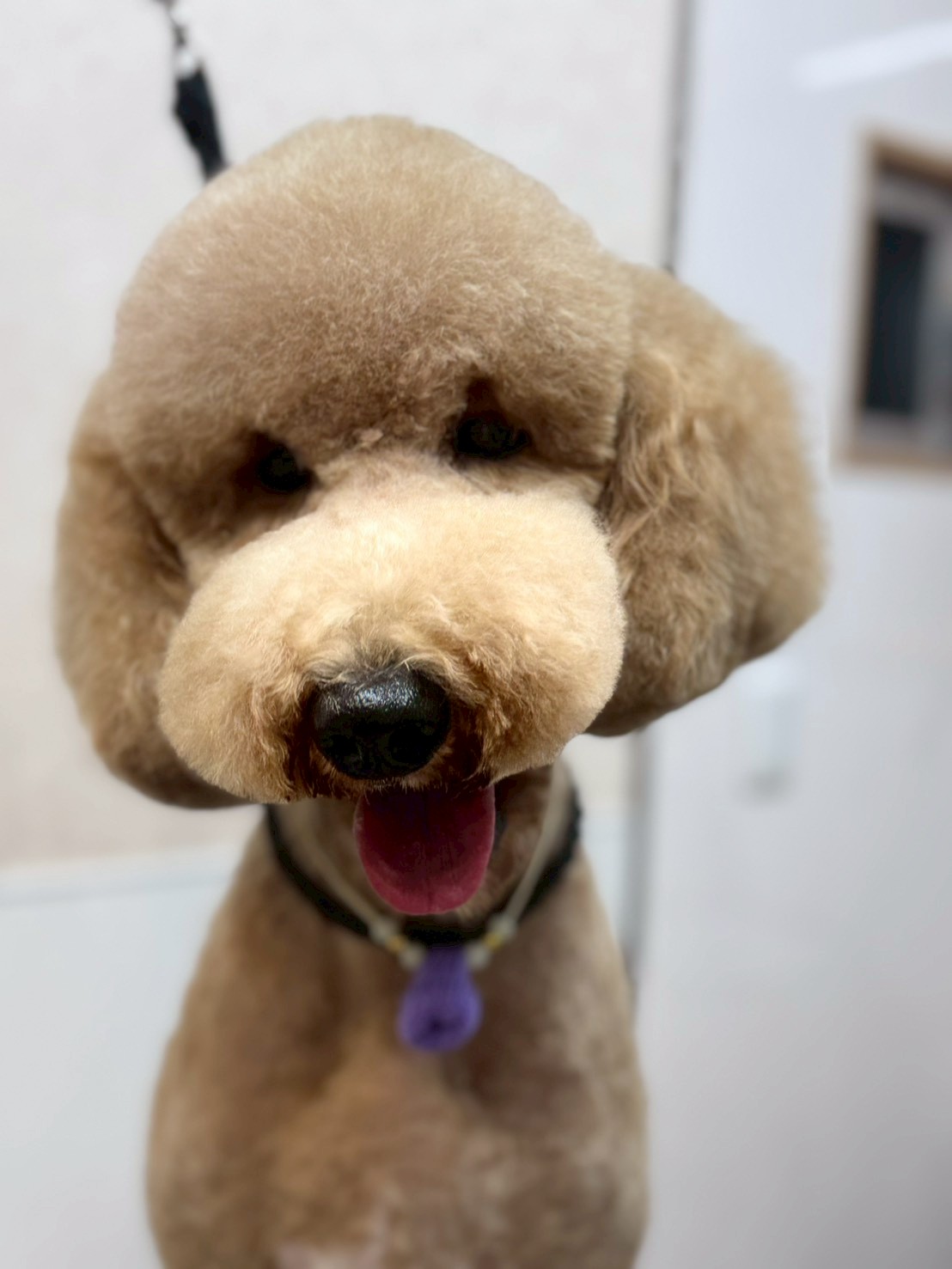 �I���[�W�� �挎�̂��q�l