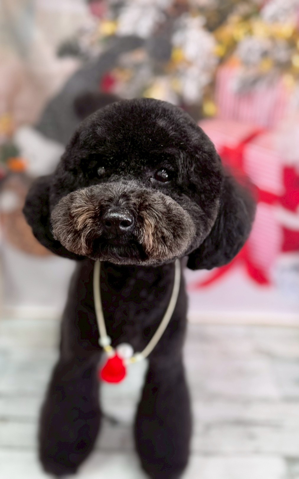 �I���[�W�� �挎�̂��q�l