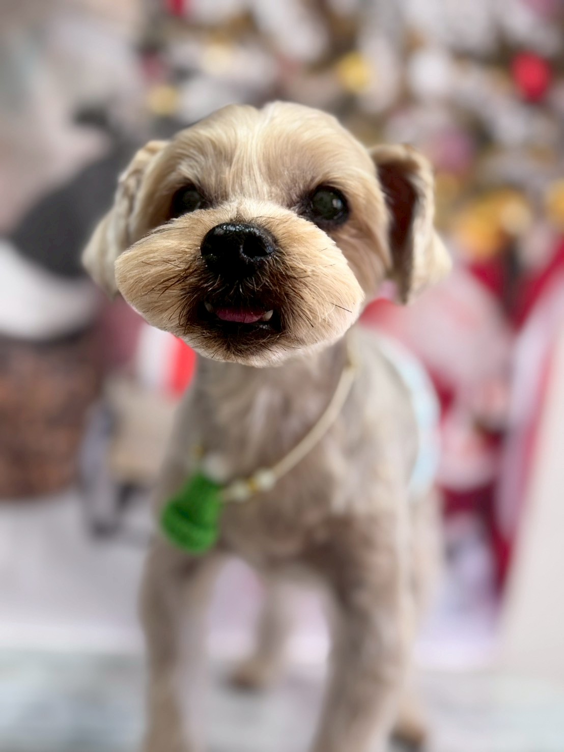 �I���[�W�� �挎�̂��q�l