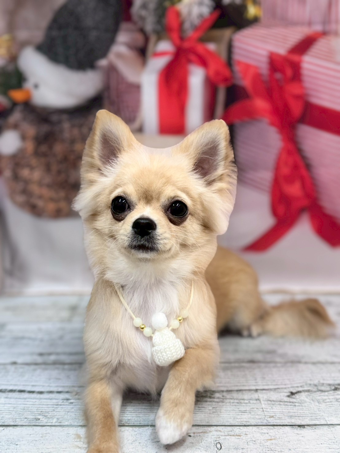 �I���[�W�� �挎�̂��q�l