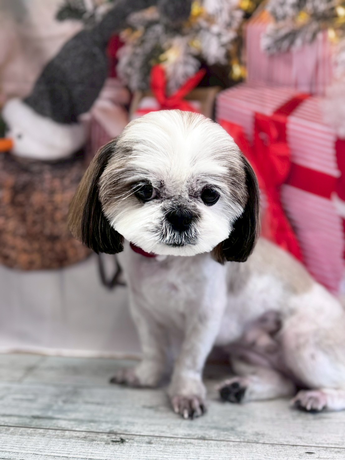 �I���[�W�� �挎�̂��q�l