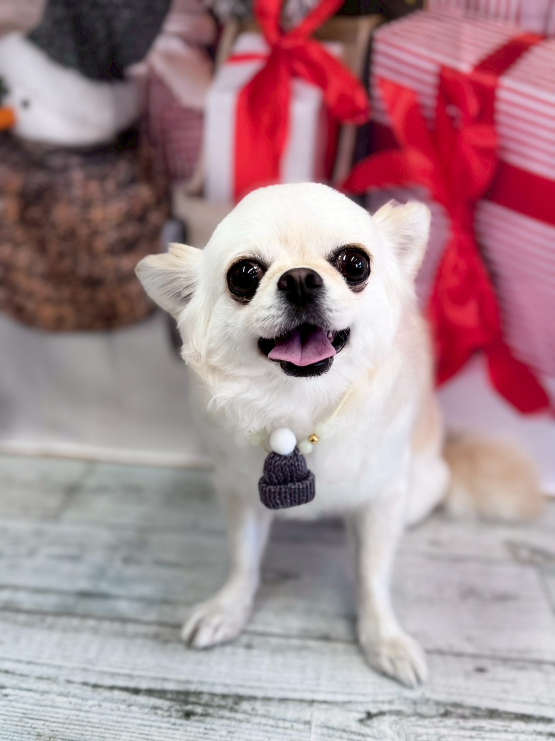 �I���[�W�� �挎�̂��q�l