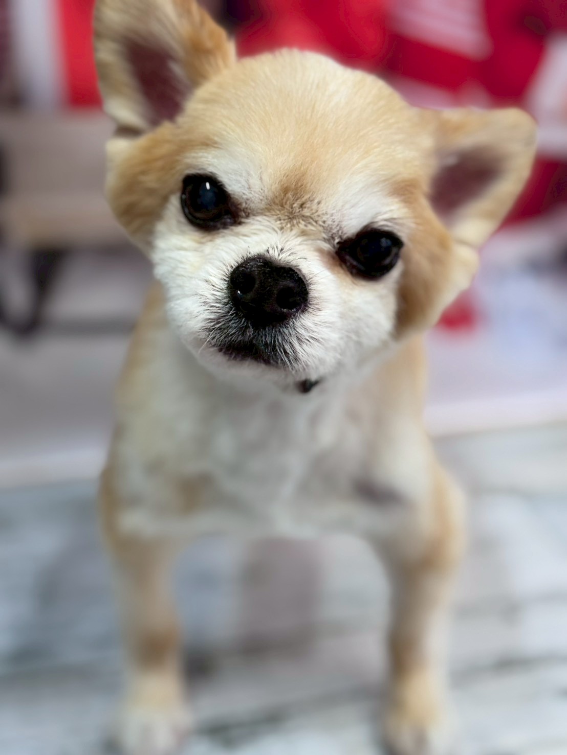 �I���[�W�� �挎�̂��q�l