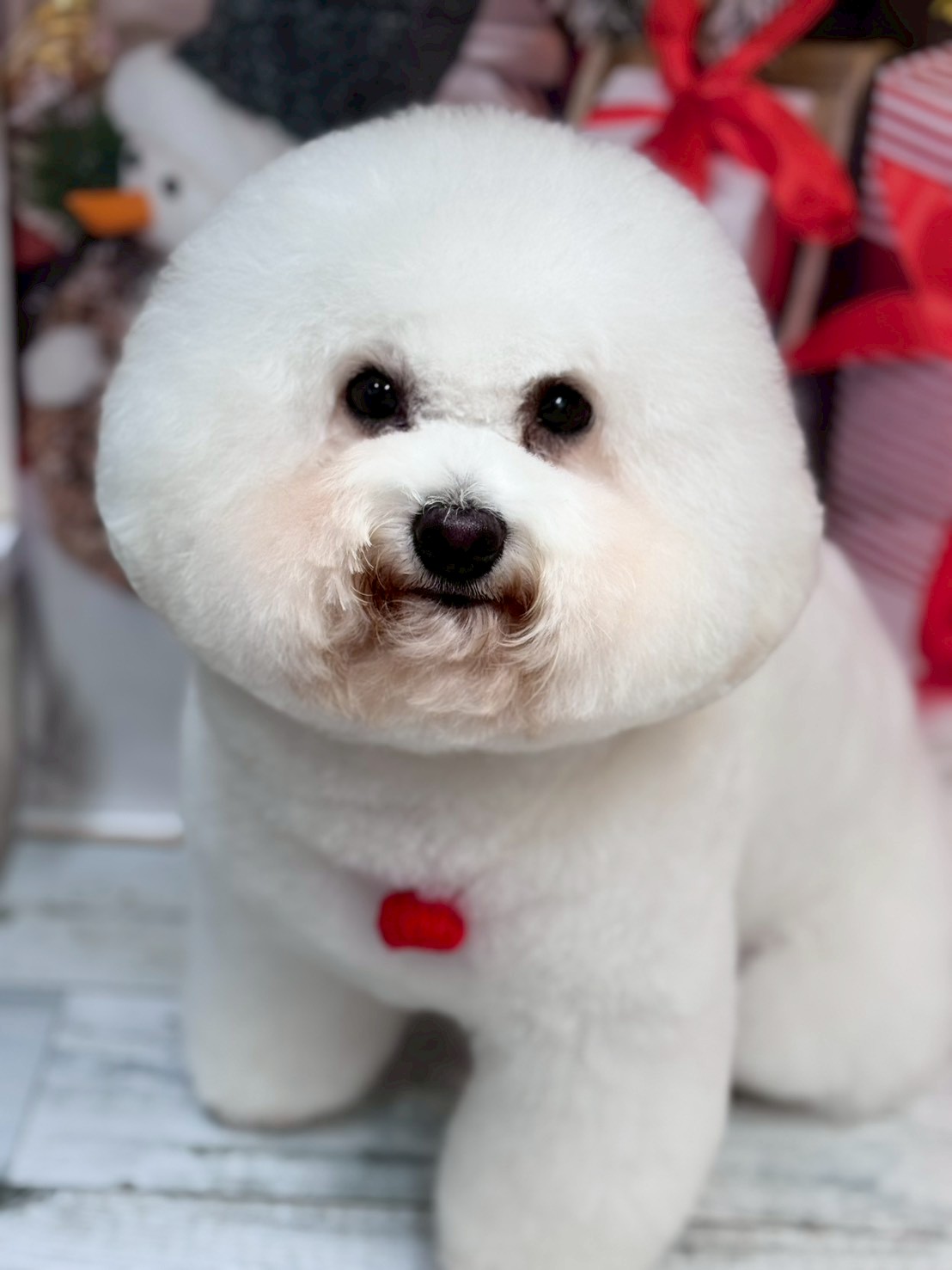 �I���[�W�� �挎�̂��q�l