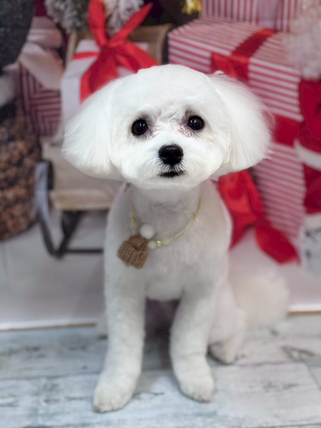 �I���[�W�� �挎�̂��q�l