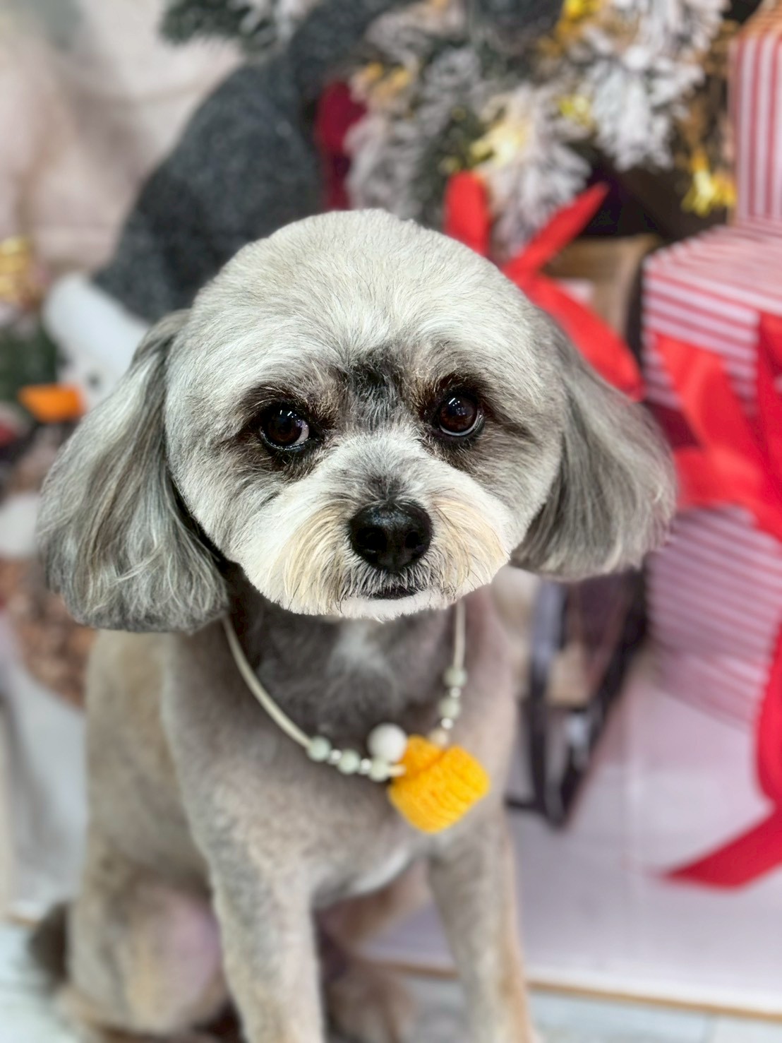 �I���[�W�� �挎�̂��q�l