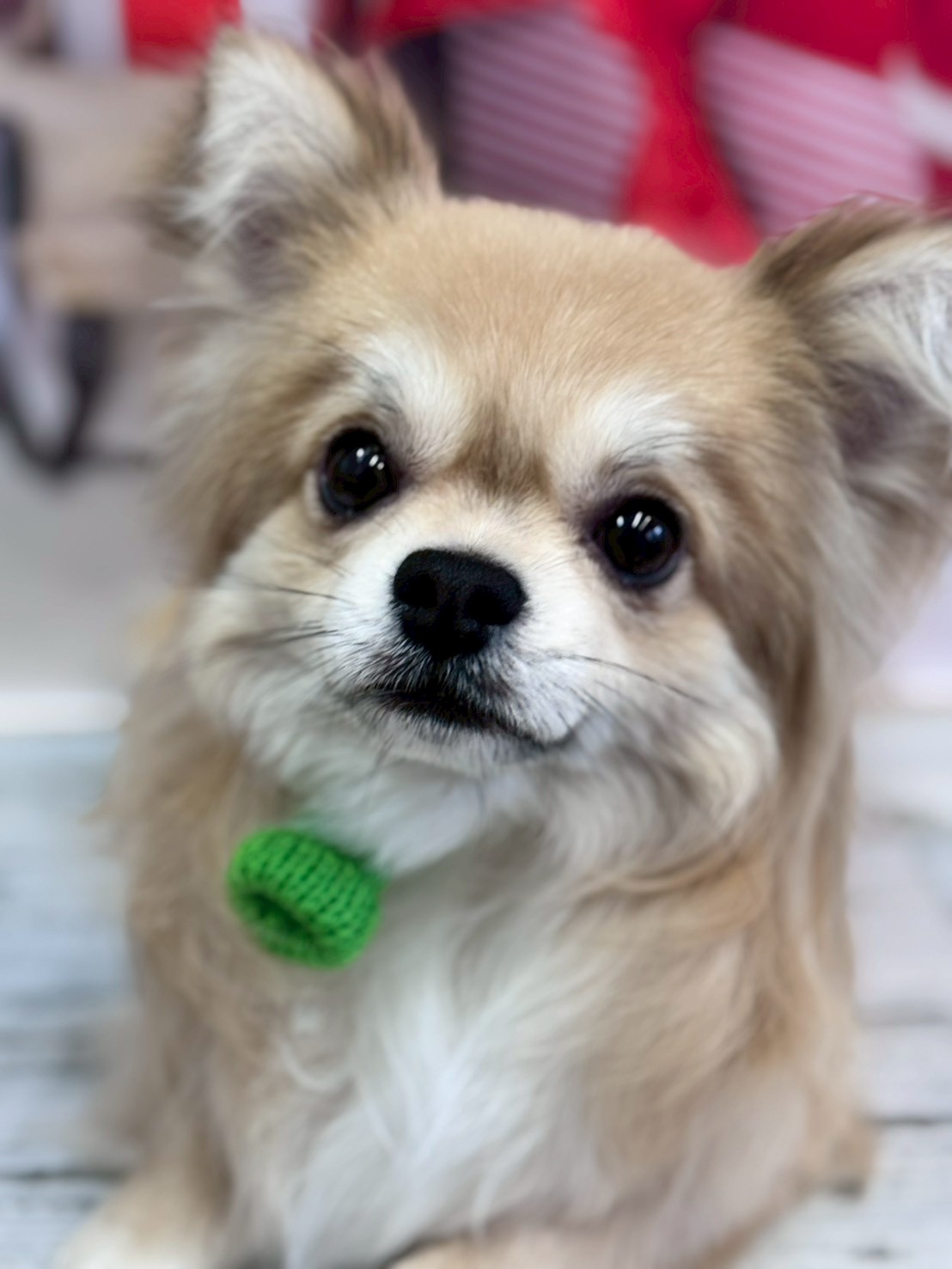 �I���[�W�� �挎�̂��q�l