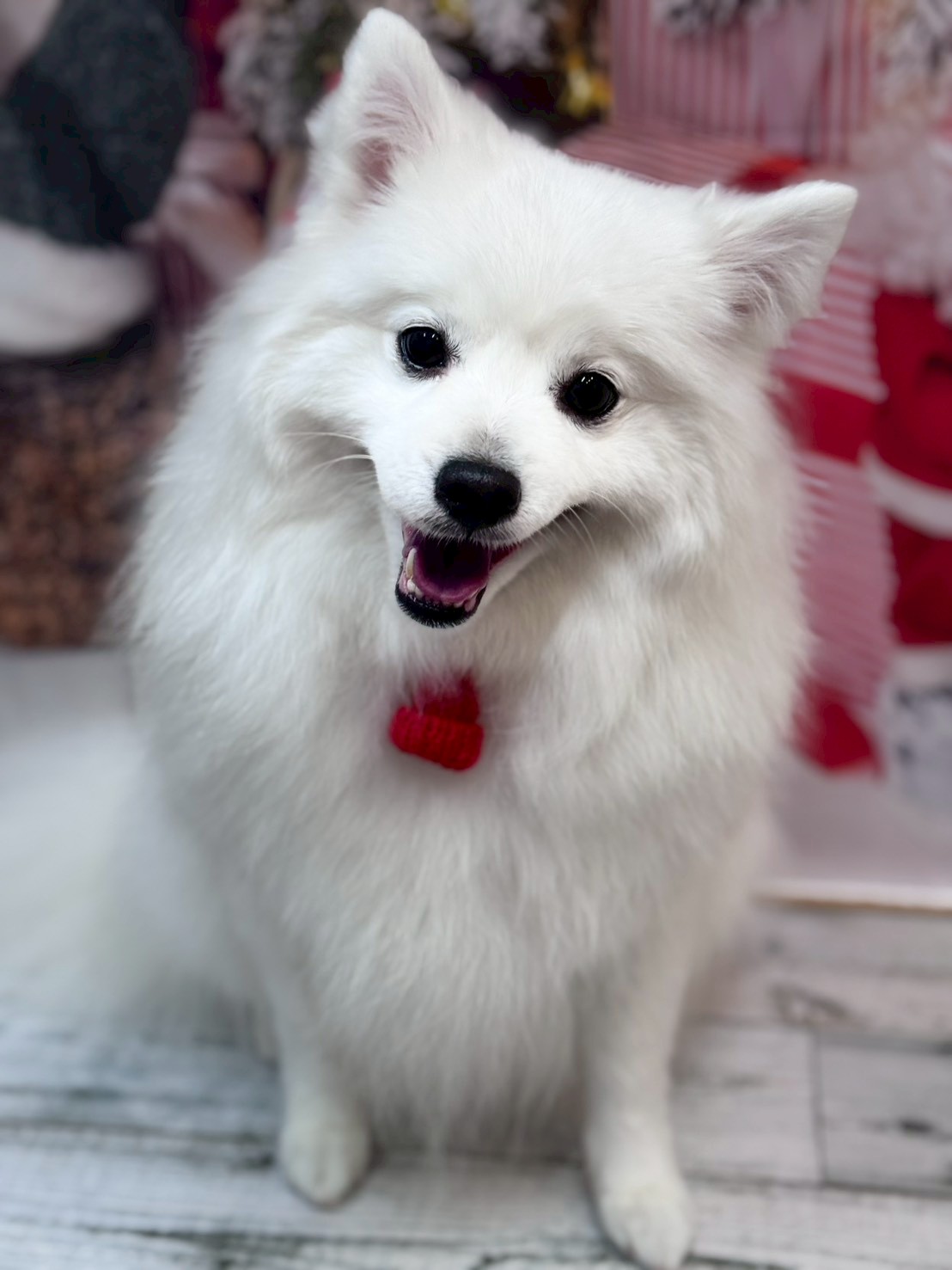 �I���[�W�� �挎�̂��q�l