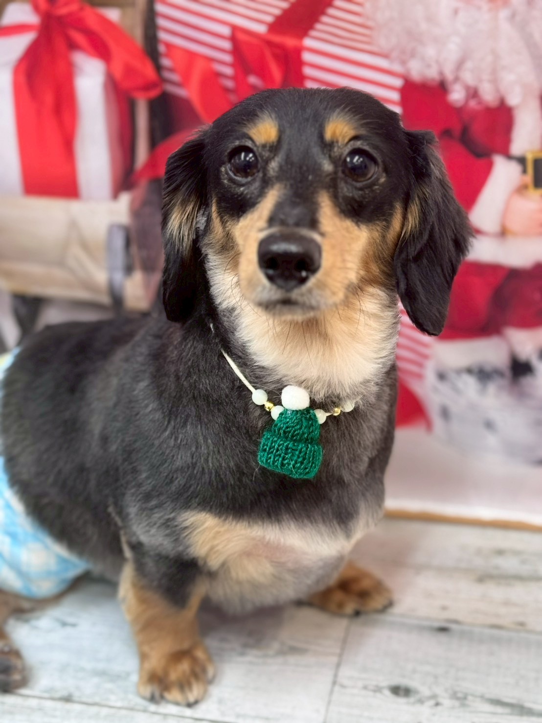 �I���[�W�� �挎�̂��q�l