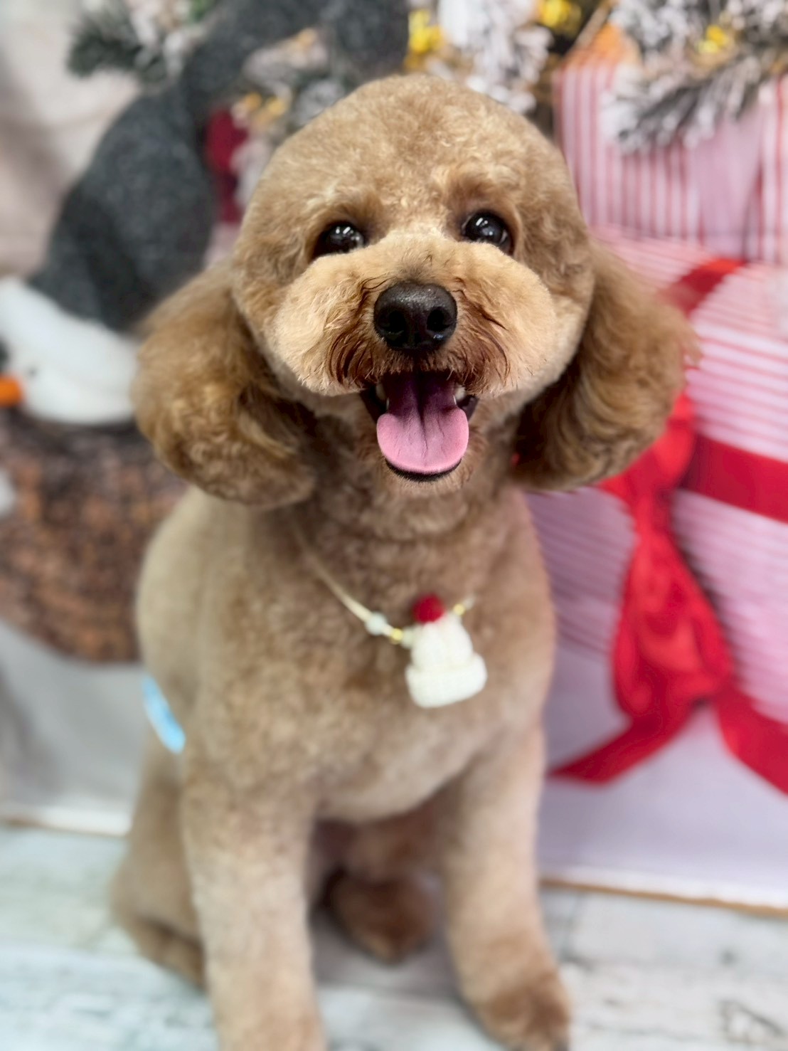 �I���[�W�� �挎�̂��q�l