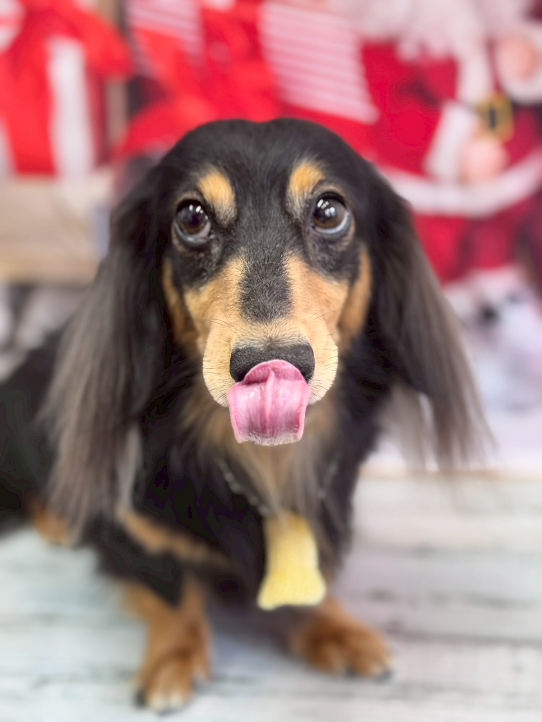 �I���[�W�� �挎�̂��q�l