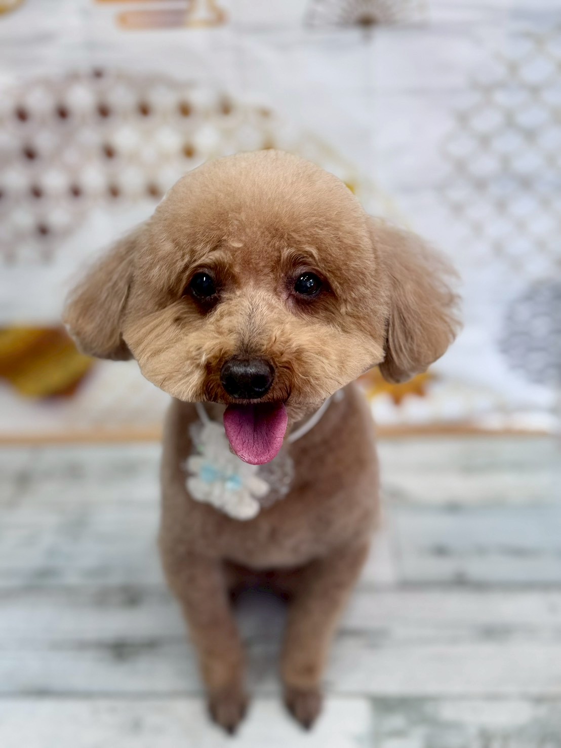 �I���[�W�� �挎�̂��q�l