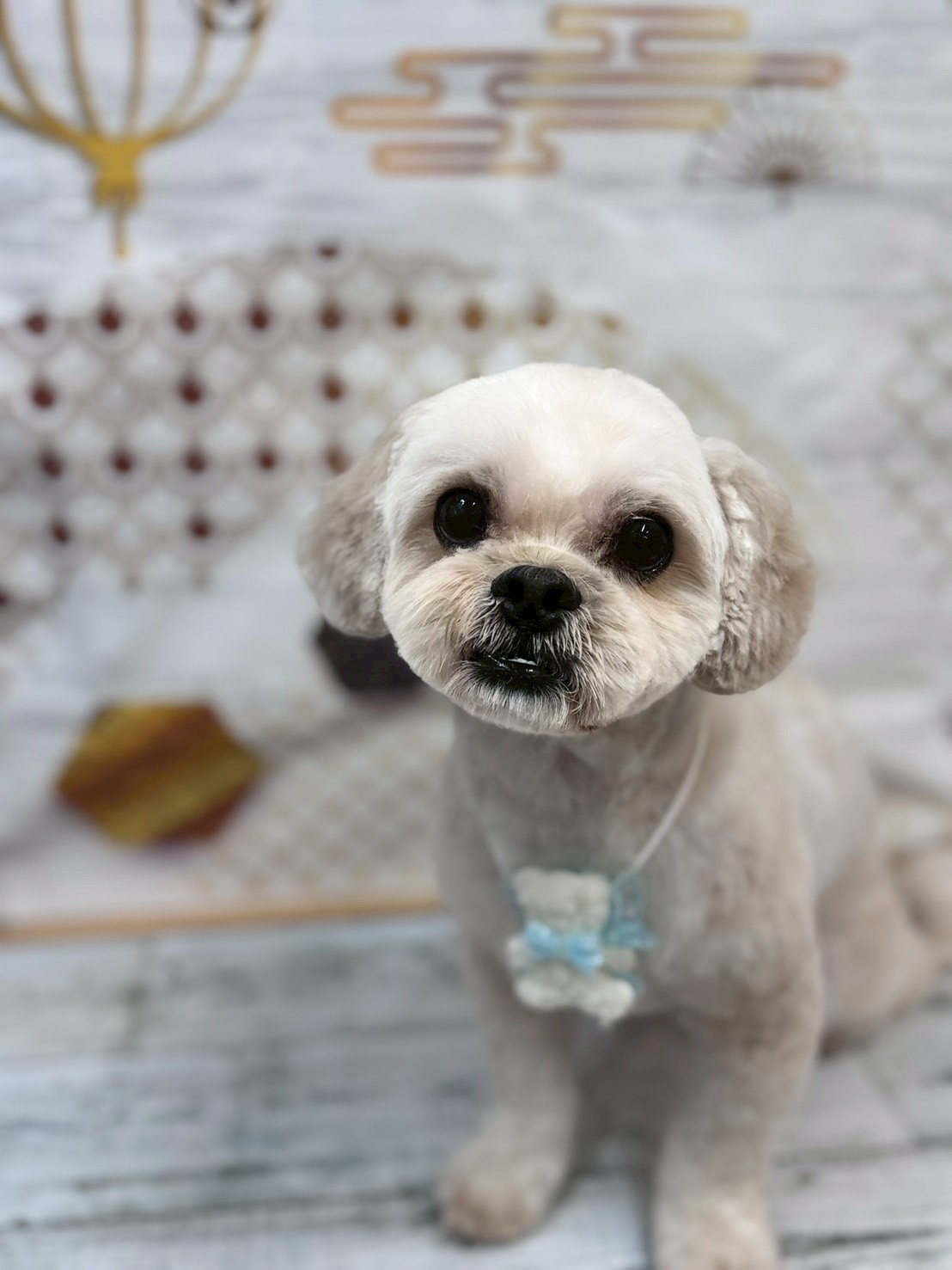 �I���[�W�� �挎�̂��q�l