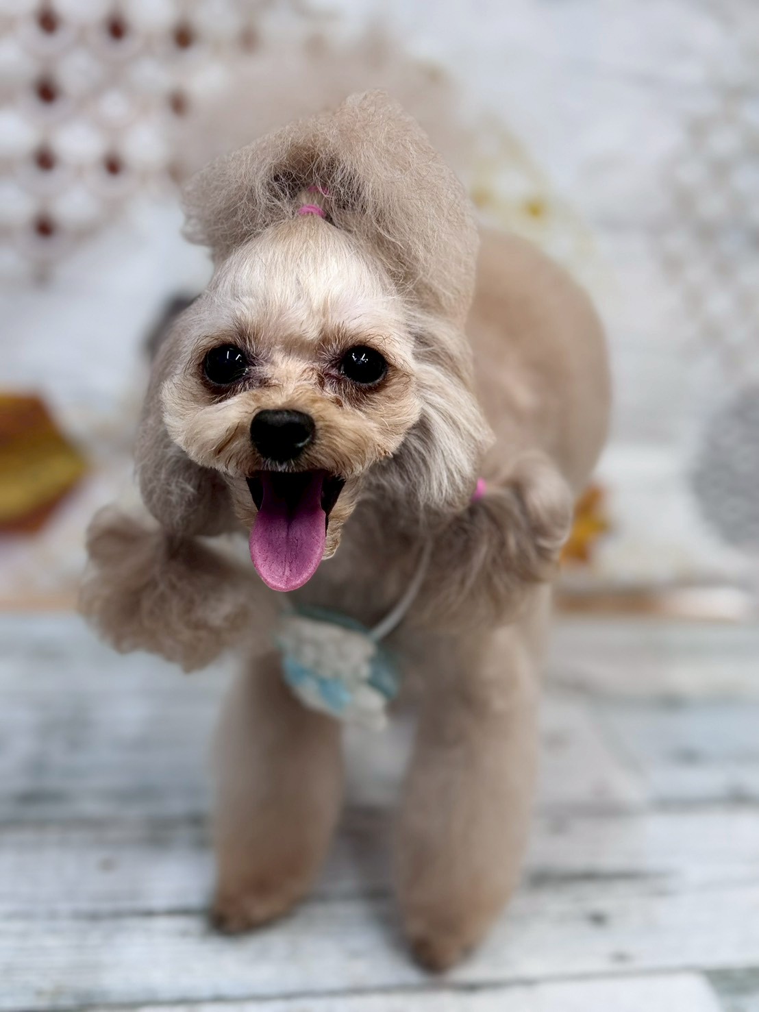 �I���[�W�� �挎�̂��q�l