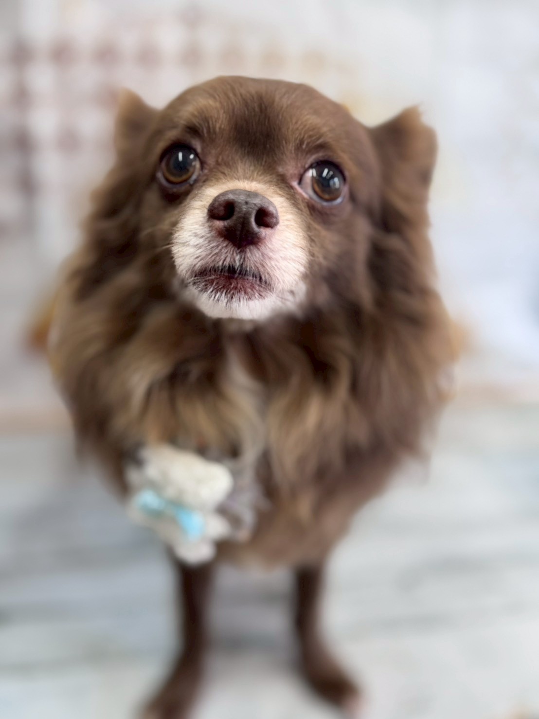 �I���[�W�� �挎�̂��q�l