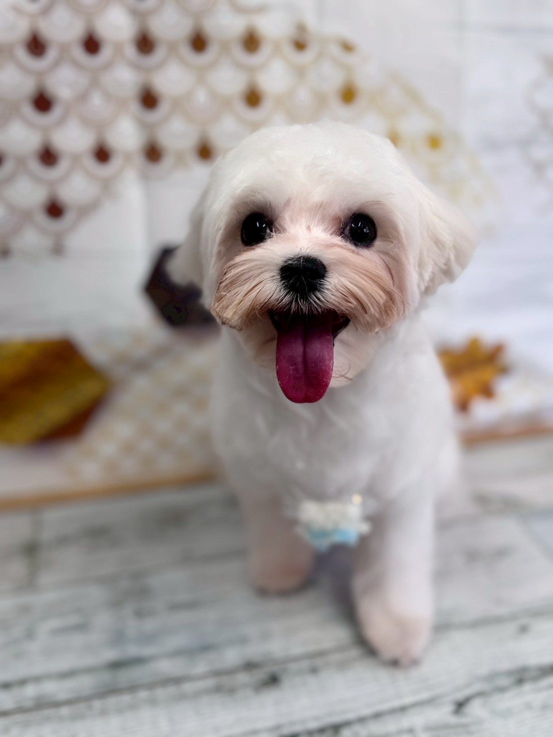 �I���[�W�� �挎�̂��q�l