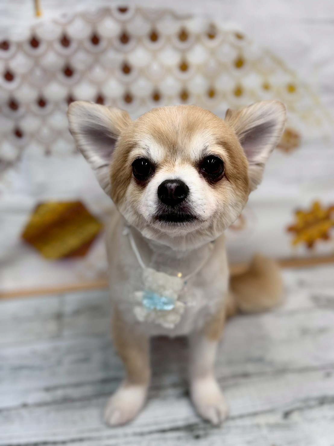 �I���[�W�� �挎�̂��q�l