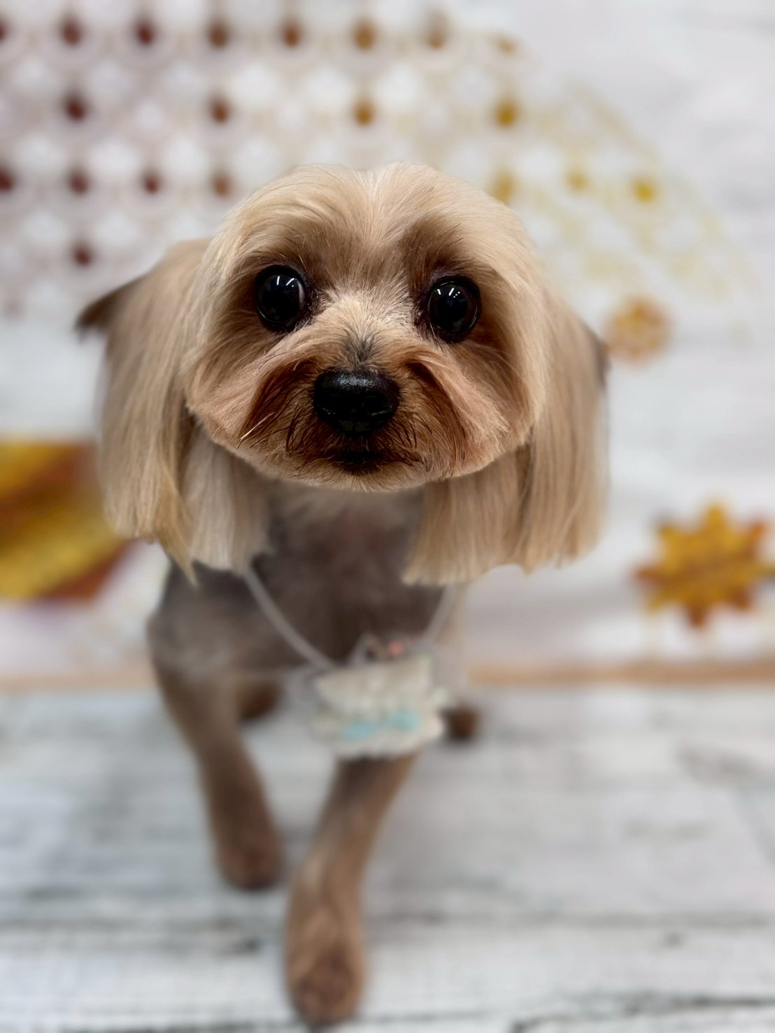 �I���[�W�� �挎�̂��q�l