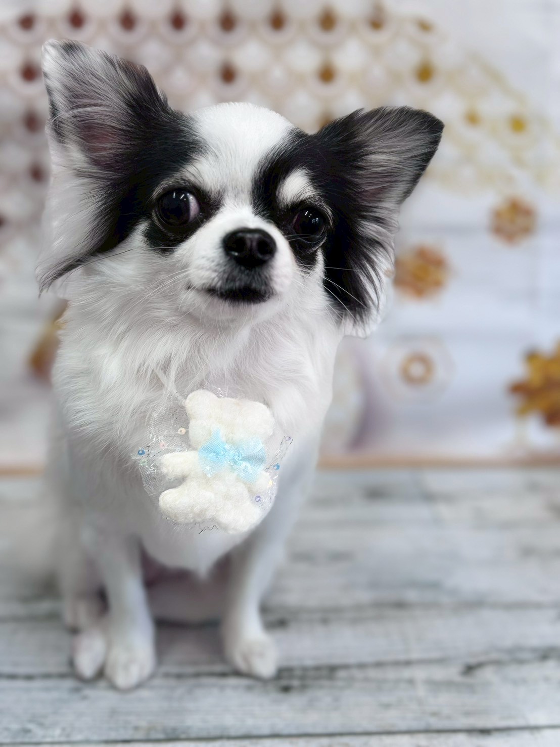 �I���[�W�� �挎�̂��q�l