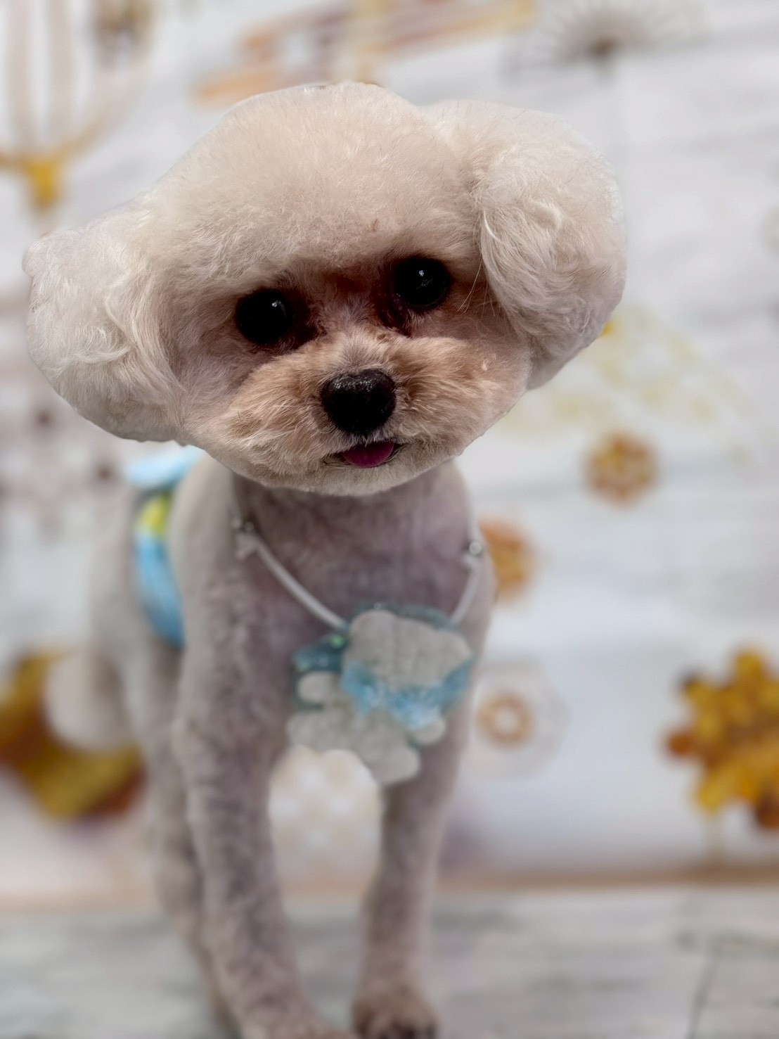 �I���[�W�� �挎�̂��q�l