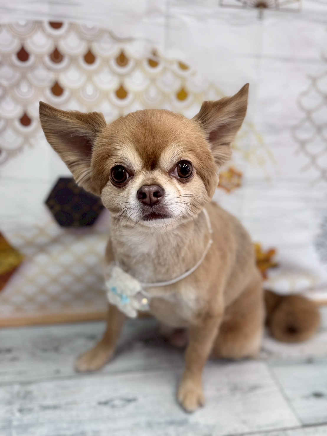 �I���[�W�� �挎�̂��q�l