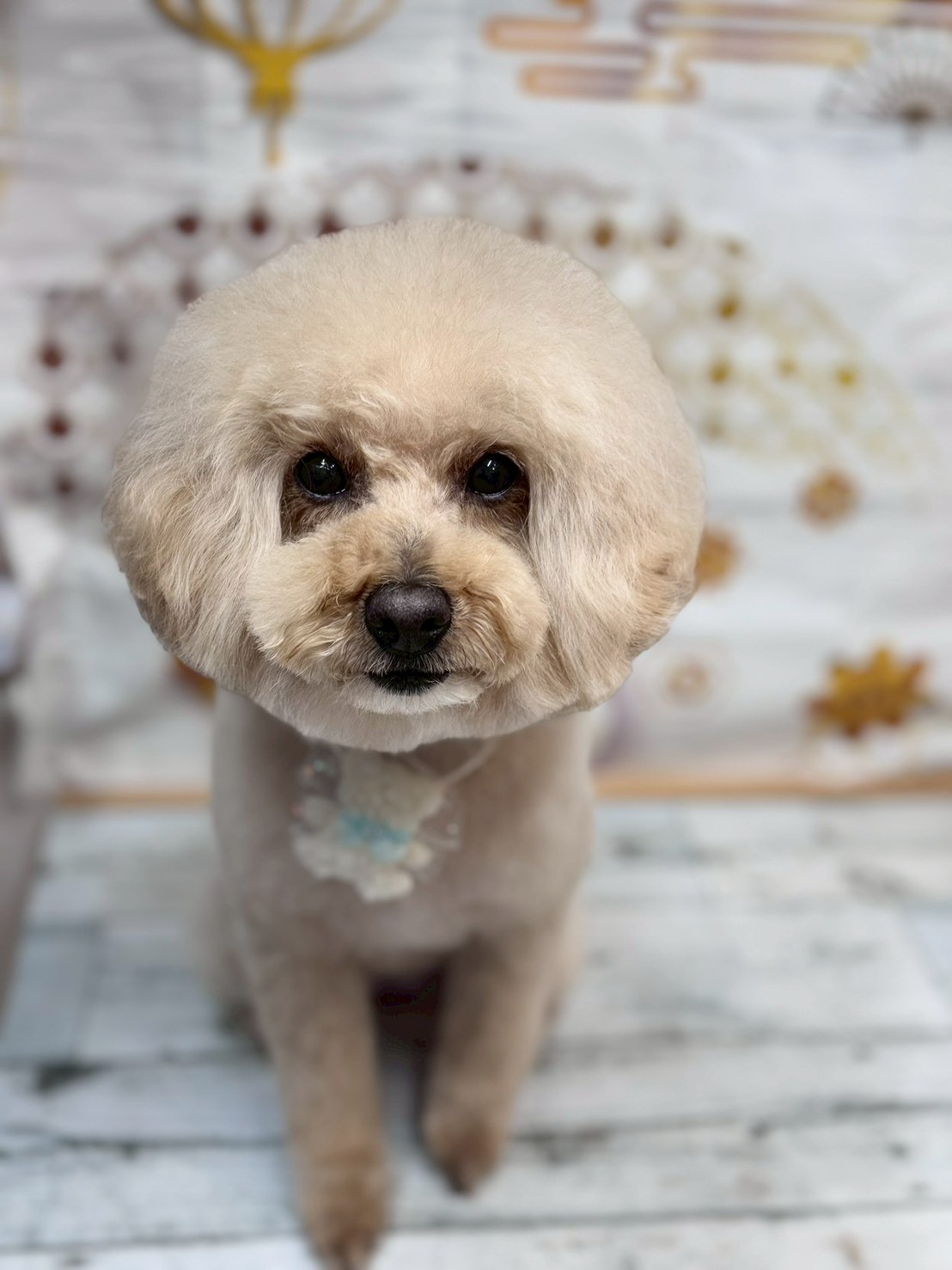 �I���[�W�� �挎�̂��q�l