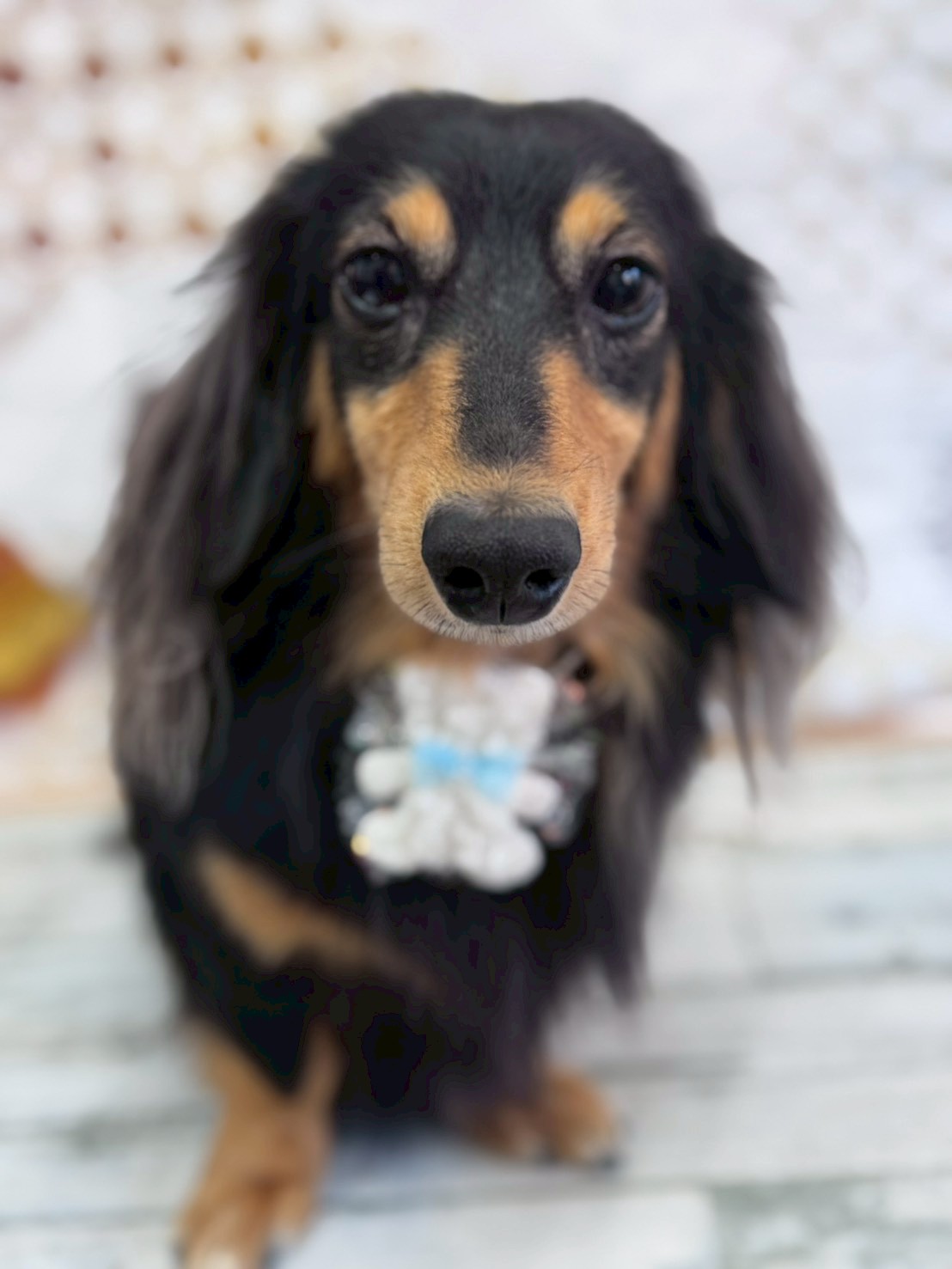 �I���[�W�� �挎�̂��q�l