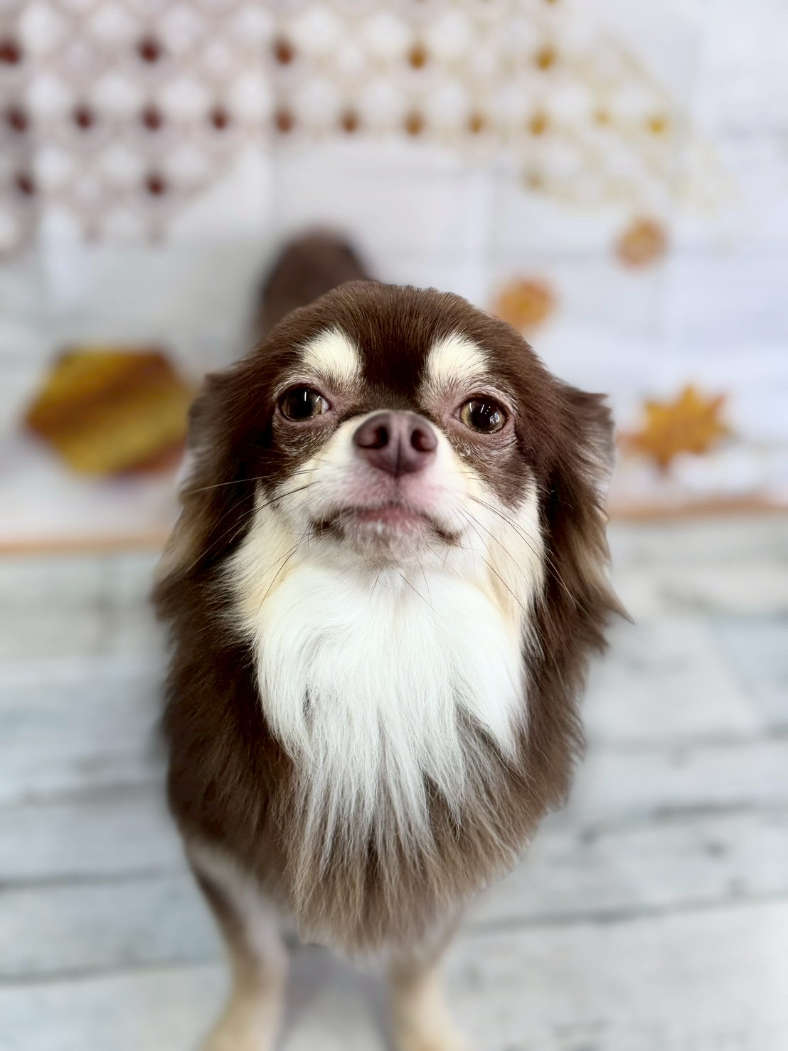 �I���[�W�� �挎�̂��q�l