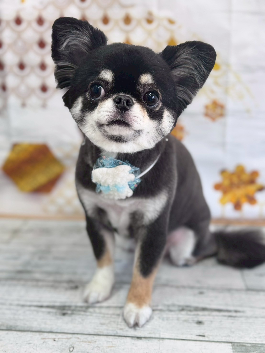 �I���[�W�� �挎�̂��q�l