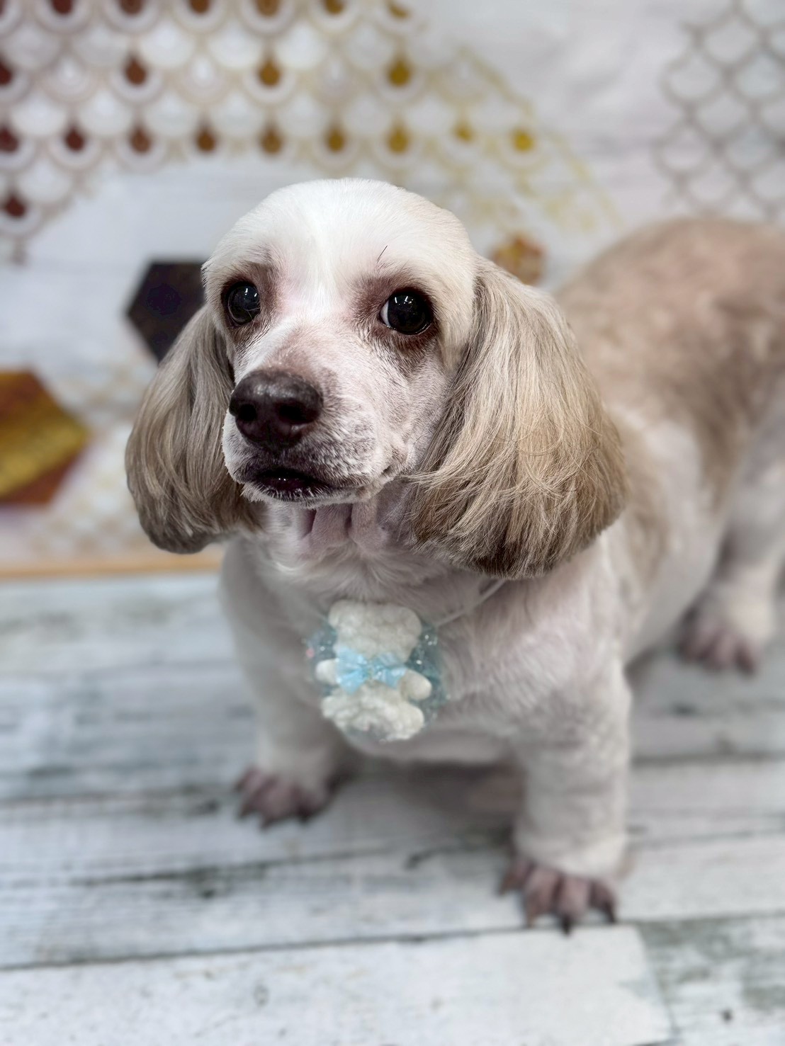 �I���[�W�� �挎�̂��q�l