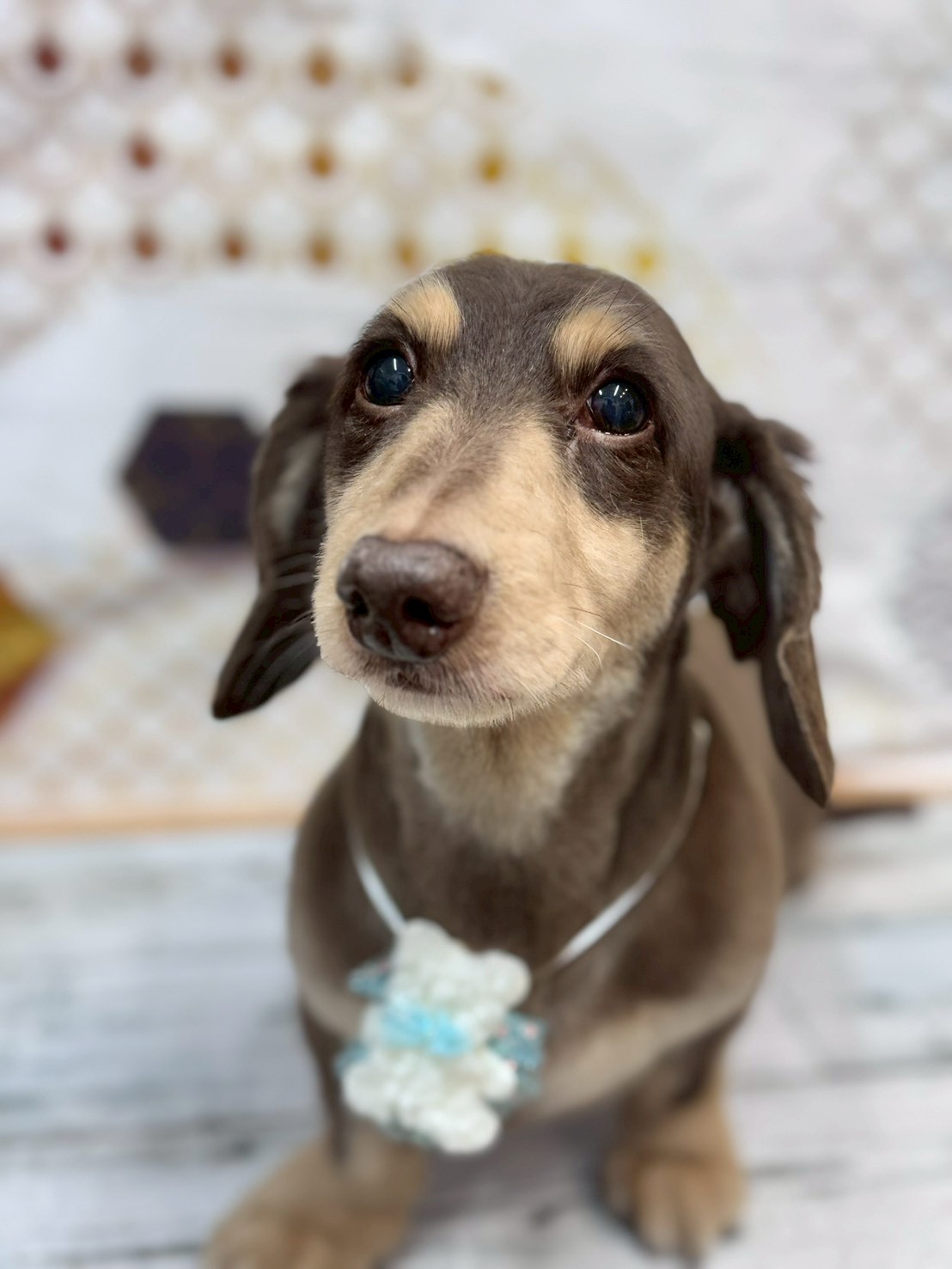 �I���[�W�� �挎�̂��q�l