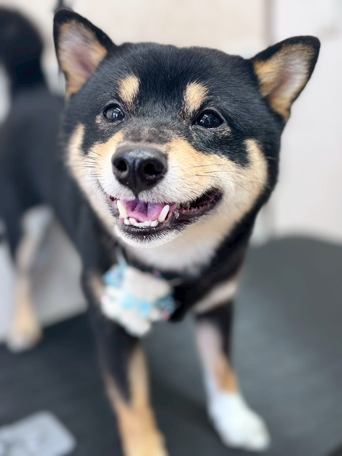 �I���[�W�� �挎�̂��q�l