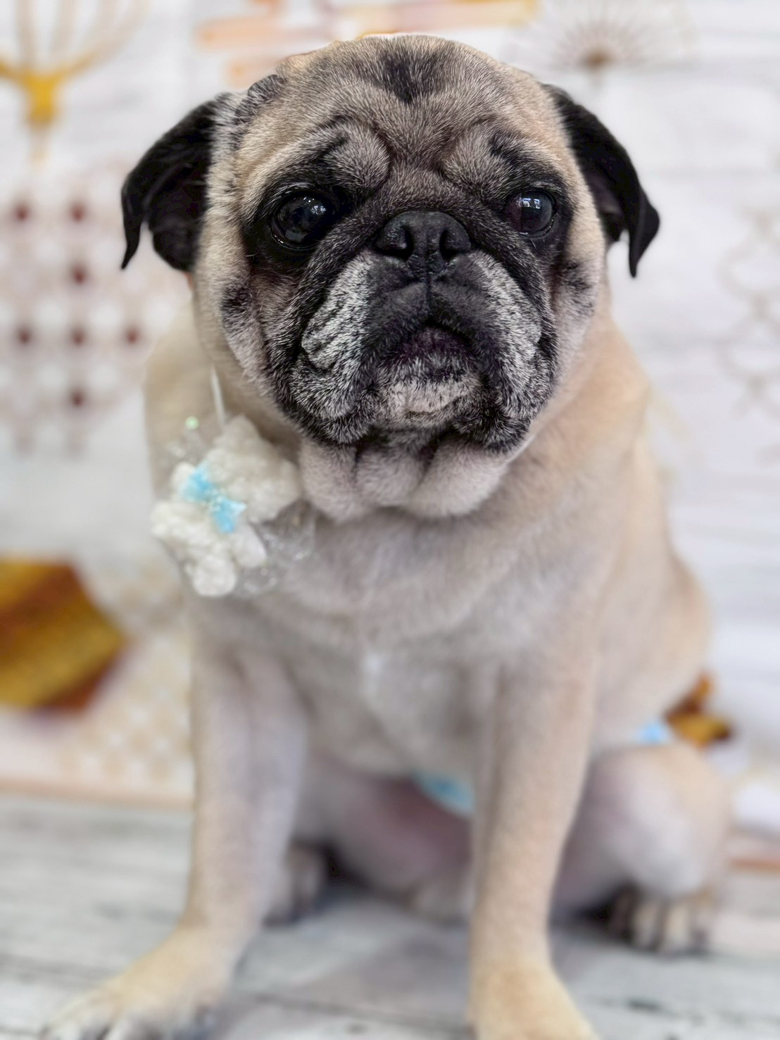 �I���[�W�� �挎�̂��q�l