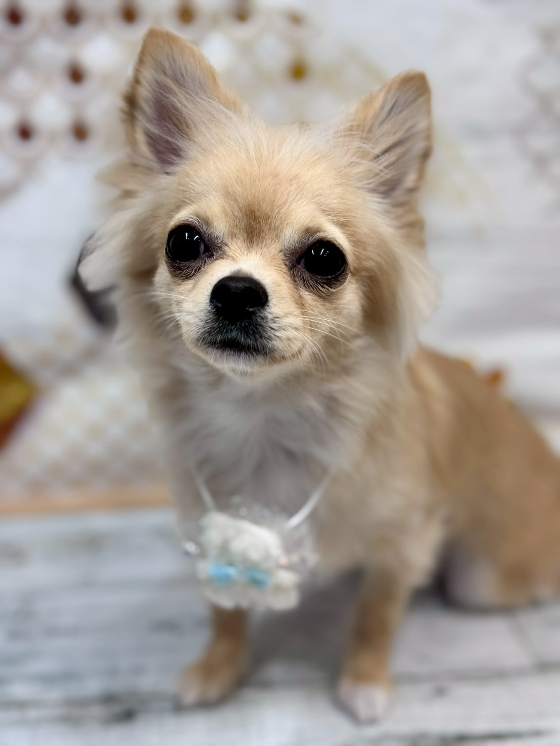 �I���[�W�� �挎�̂��q�l