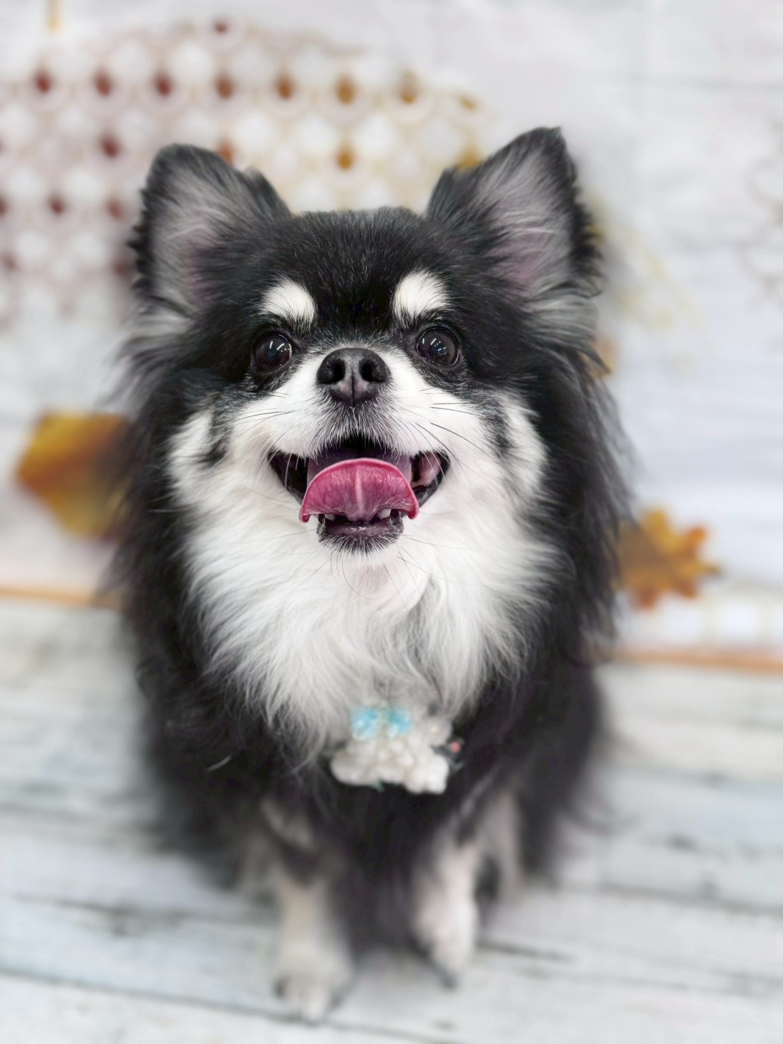 �I���[�W�� �挎�̂��q�l