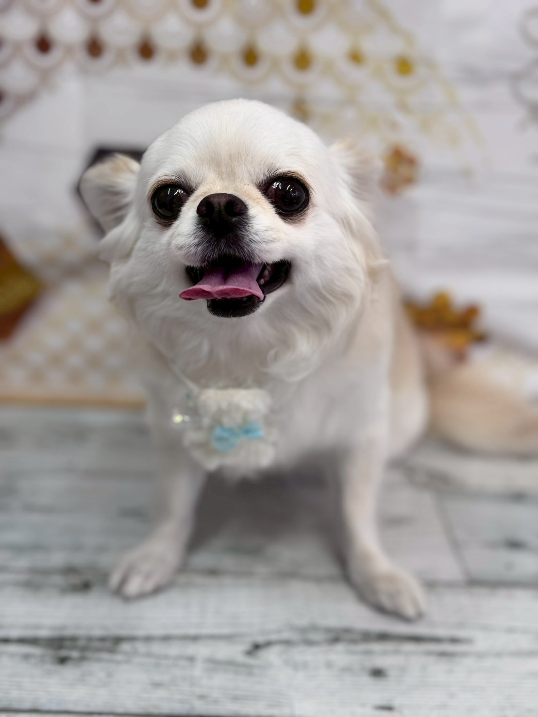 �I���[�W�� �挎�̂��q�l