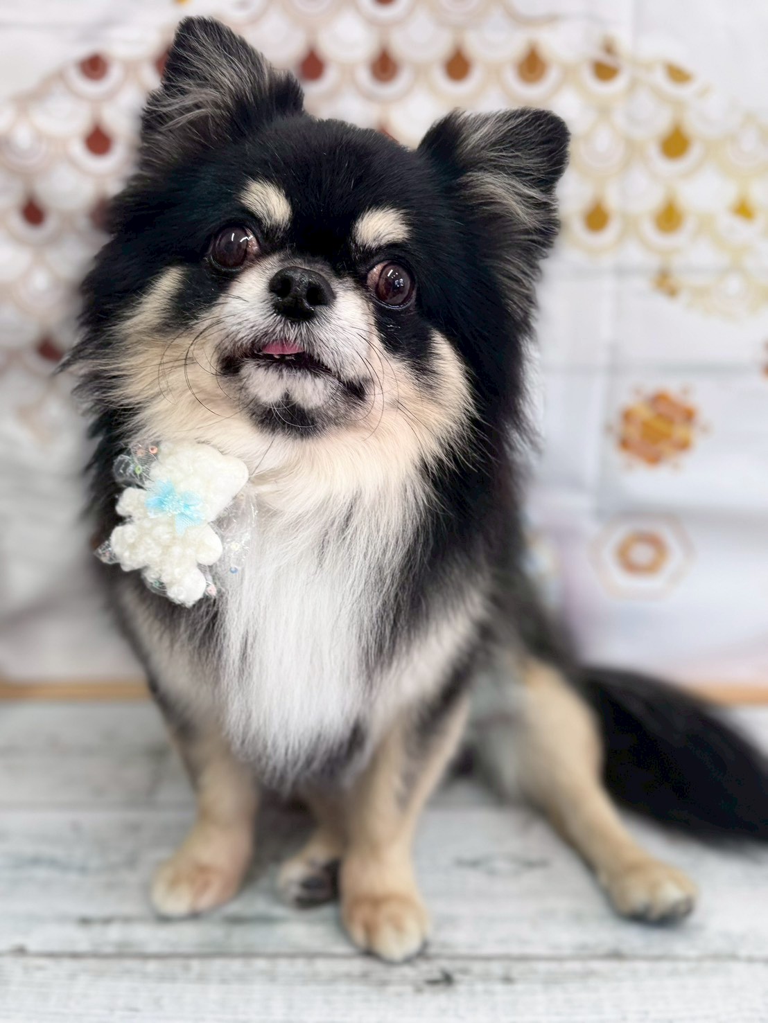 �I���[�W�� �挎�̂��q�l