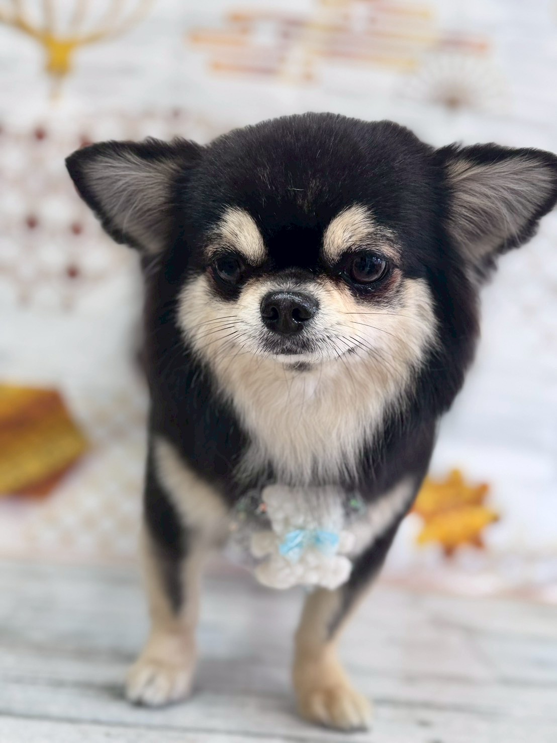 �I���[�W�� �挎�̂��q�l