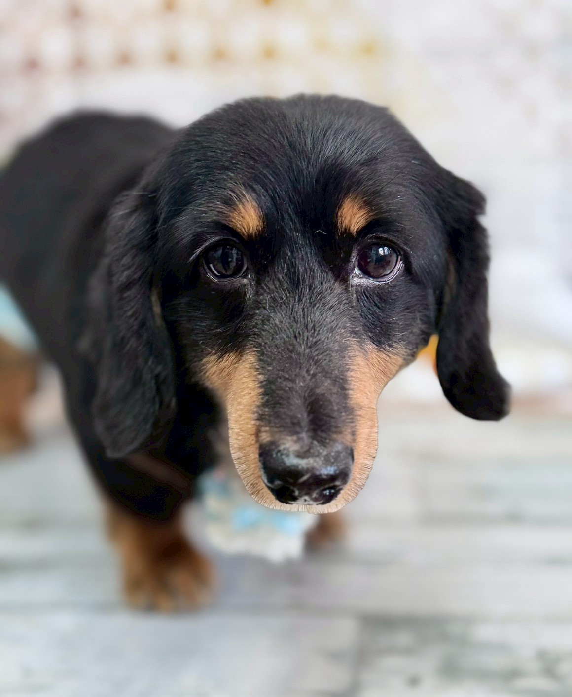 �I���[�W�� �挎�̂��q�l