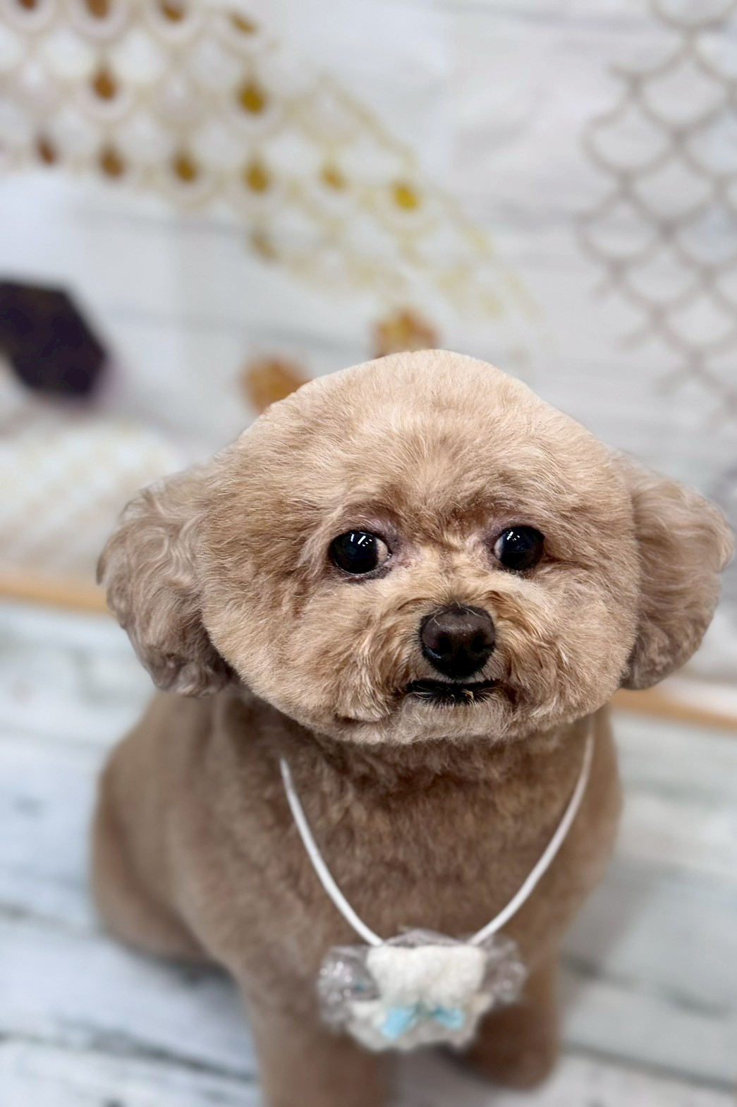 �I���[�W�� �挎�̂��q�l