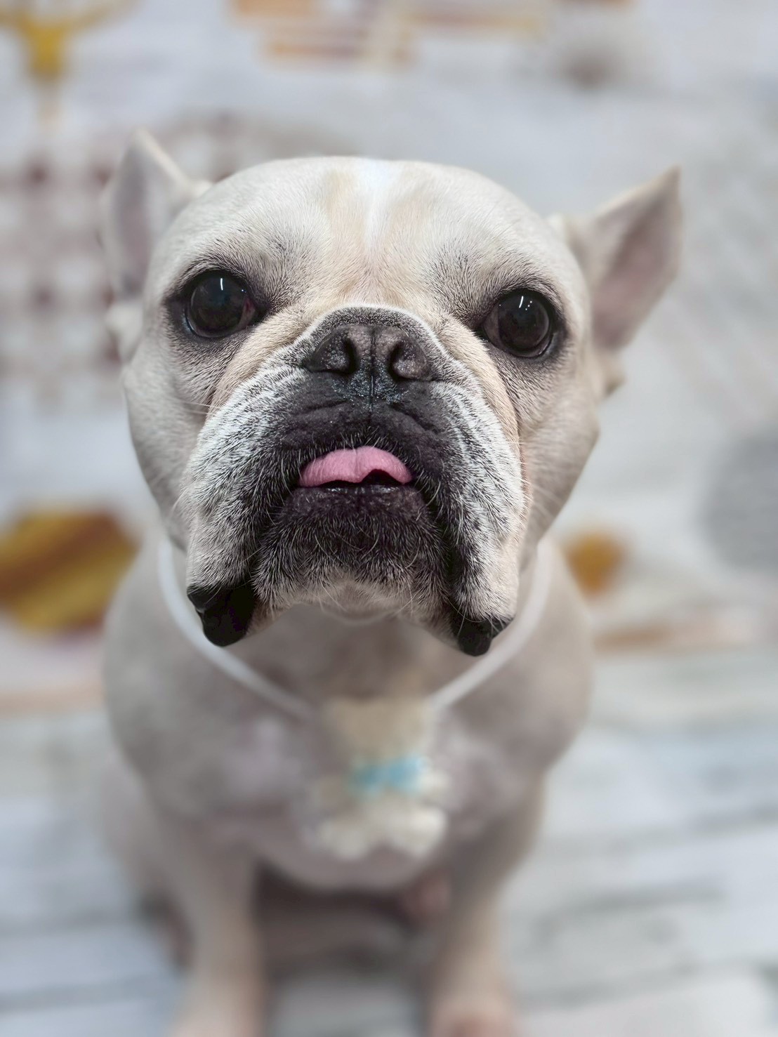 �I���[�W�� �挎�̂��q�l