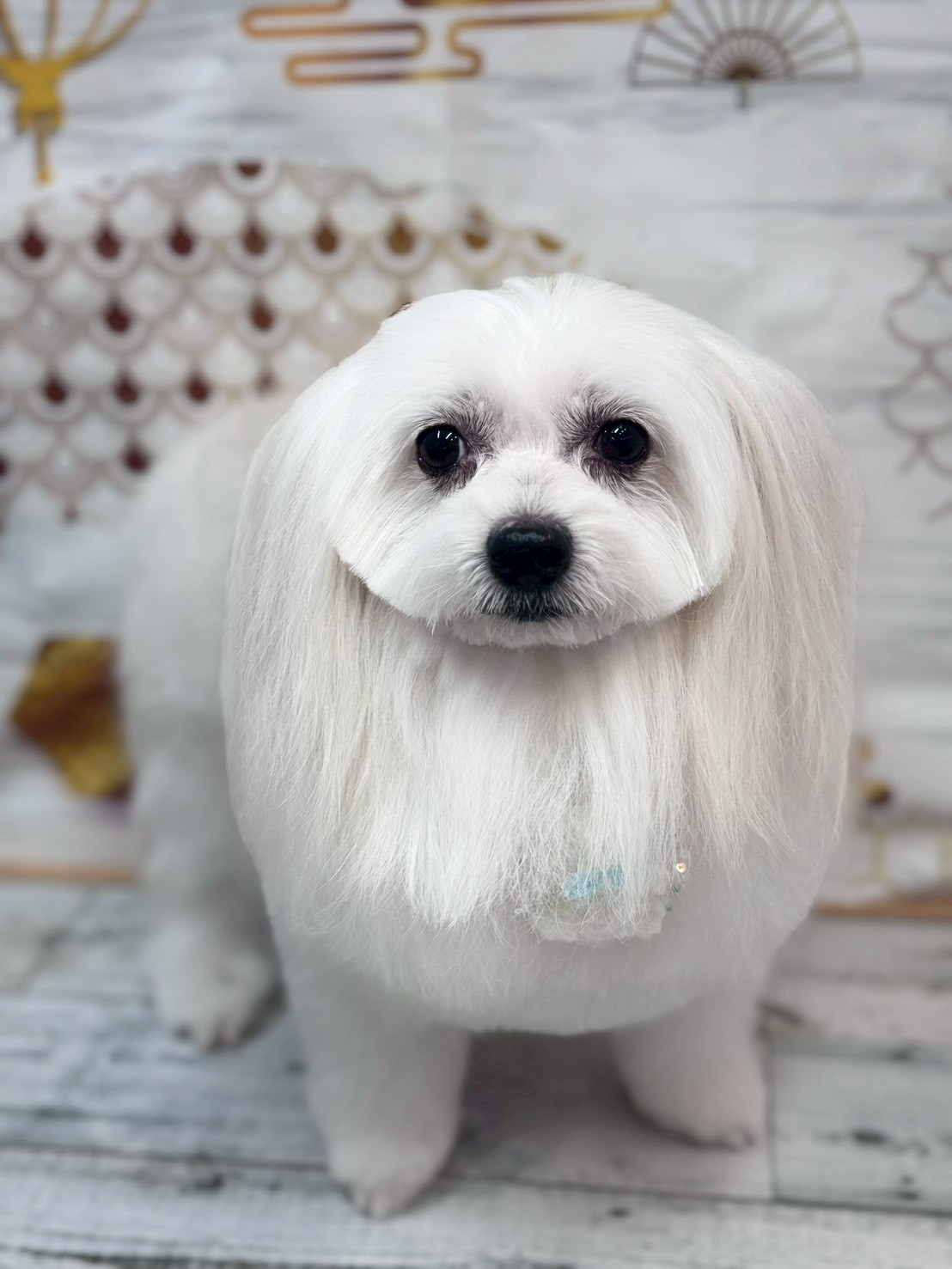 �I���[�W�� �挎�̂��q�l