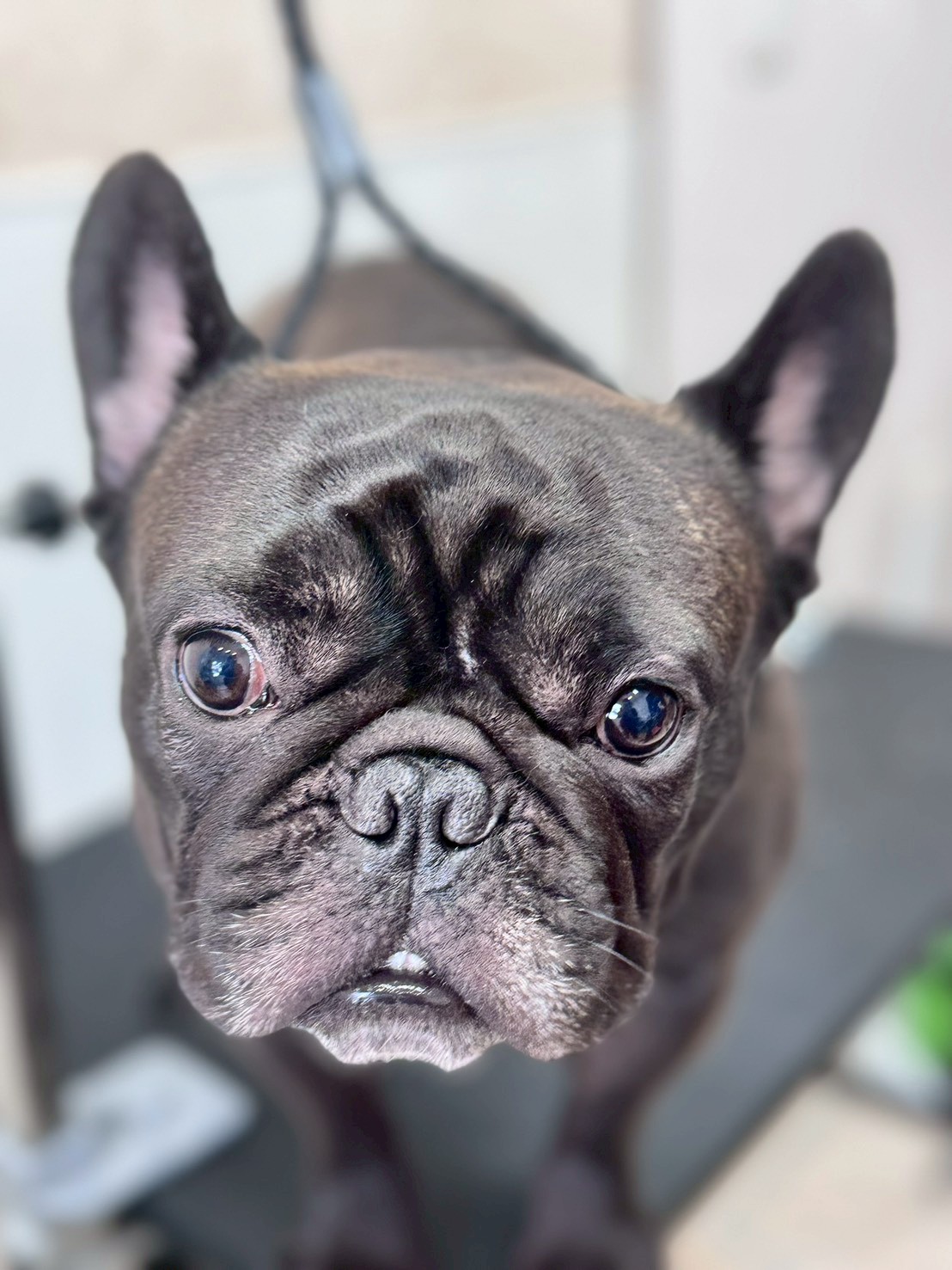 �I���[�W�� �挎�̂��q�l