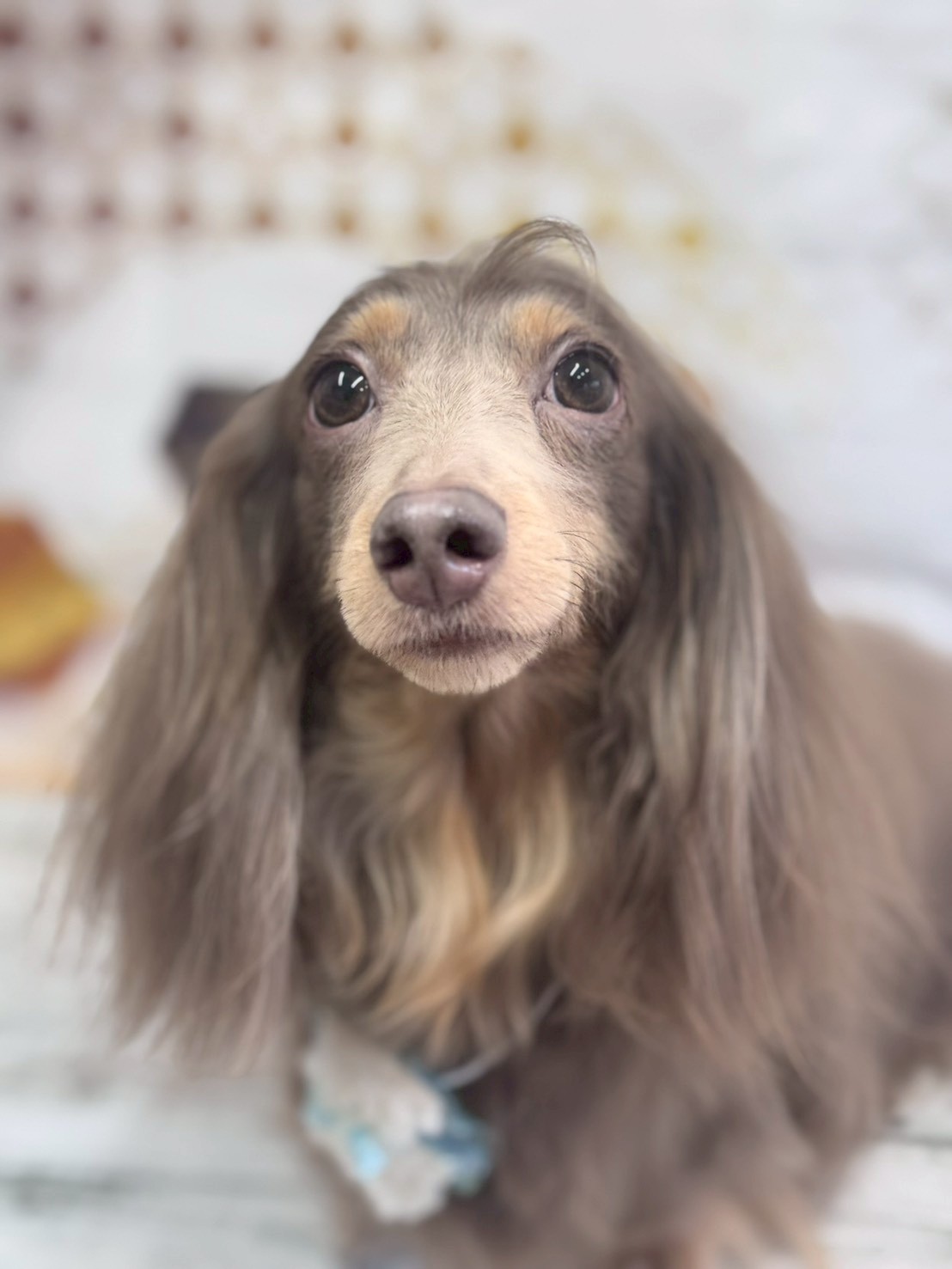 �I���[�W�� �挎�̂��q�l