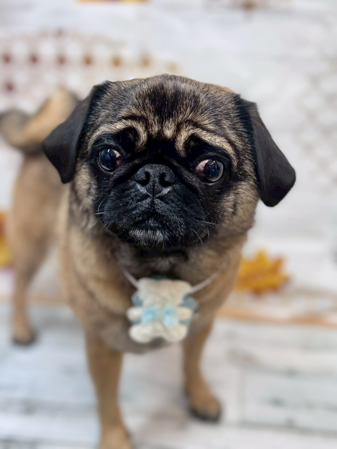 �I���[�W�� �挎�̂��q�l