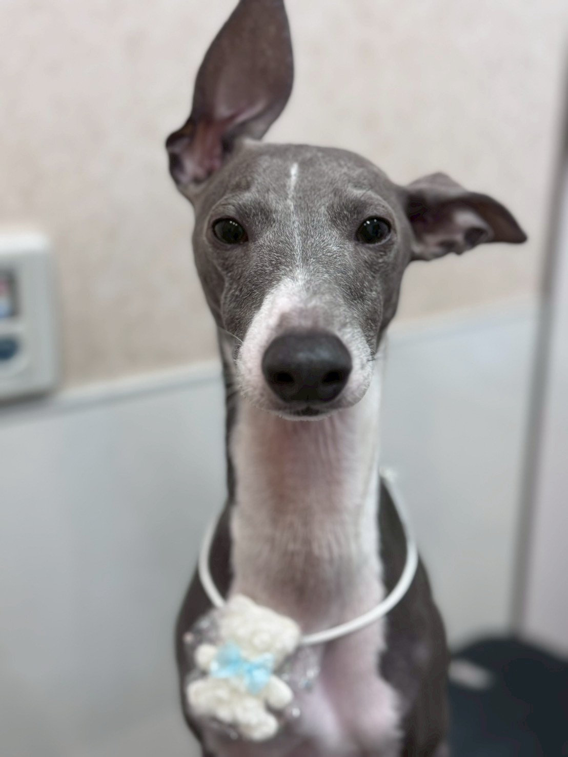 �I���[�W�� �挎�̂��q�l