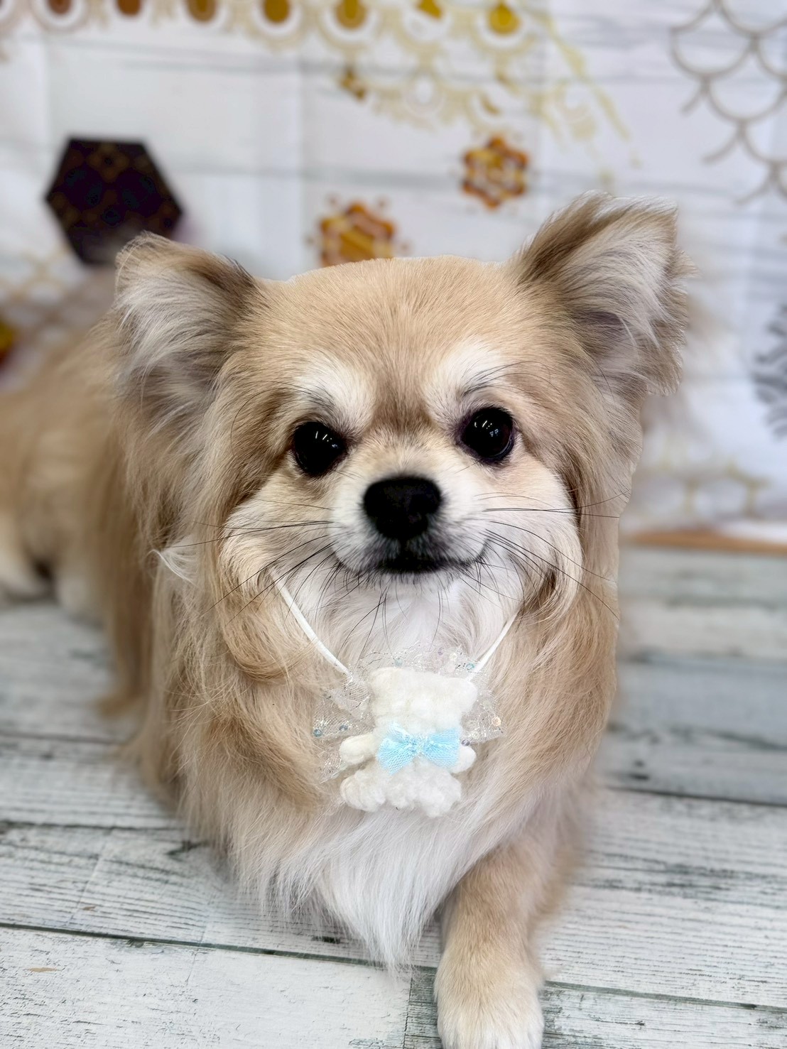 �I���[�W�� �挎�̂��q�l