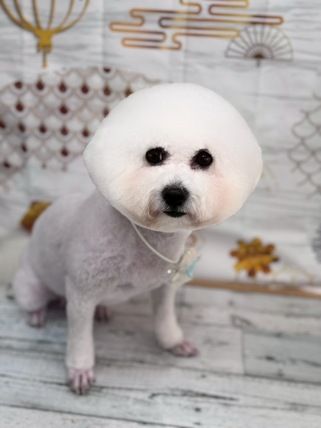 �I���[�W�� �挎�̂��q�l