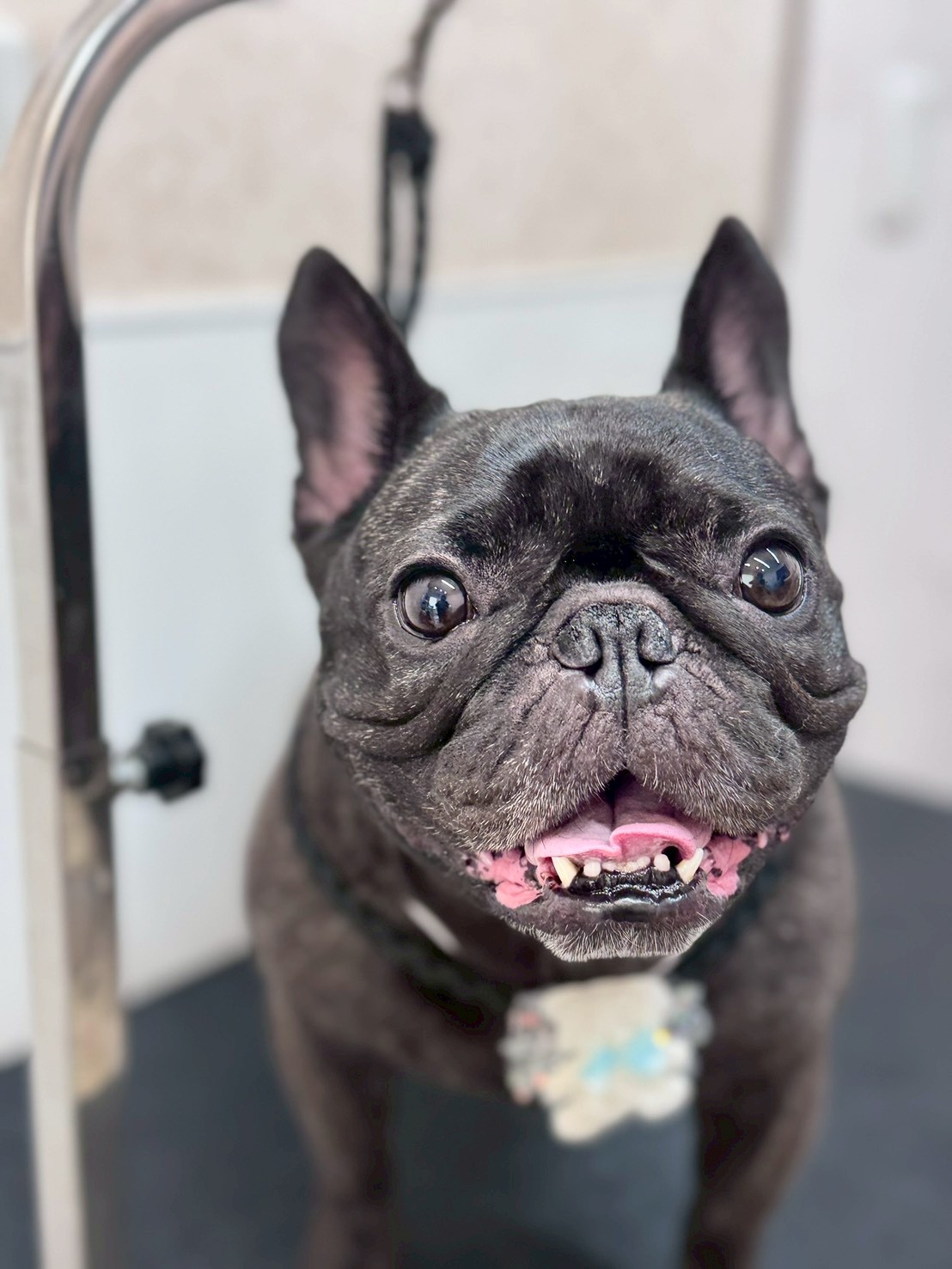 �I���[�W�� �挎�̂��q�l