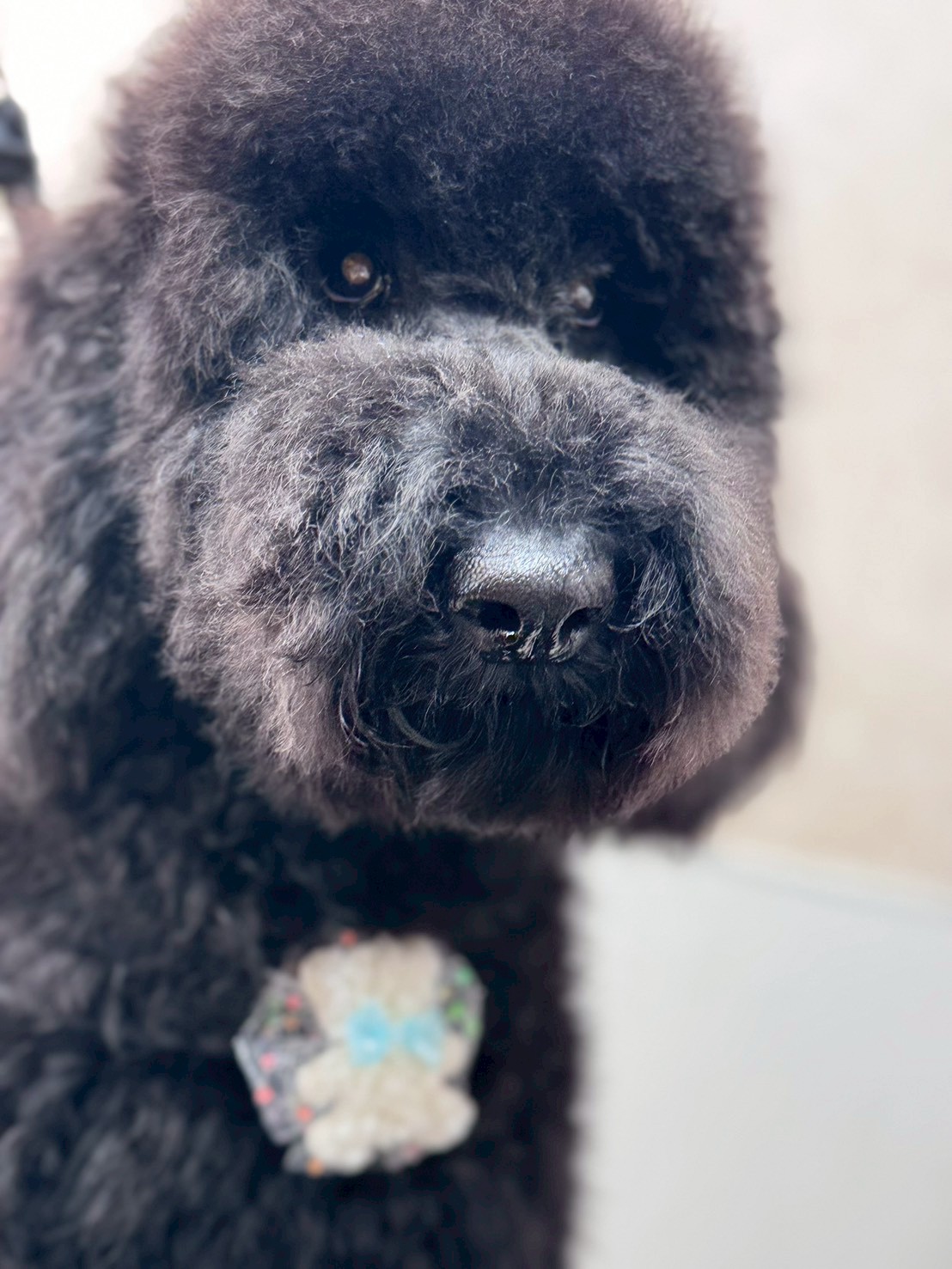 �I���[�W�� �挎�̂��q�l